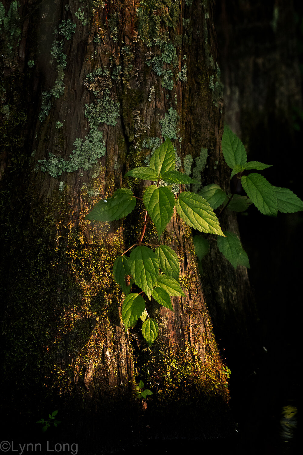 Vine in last light