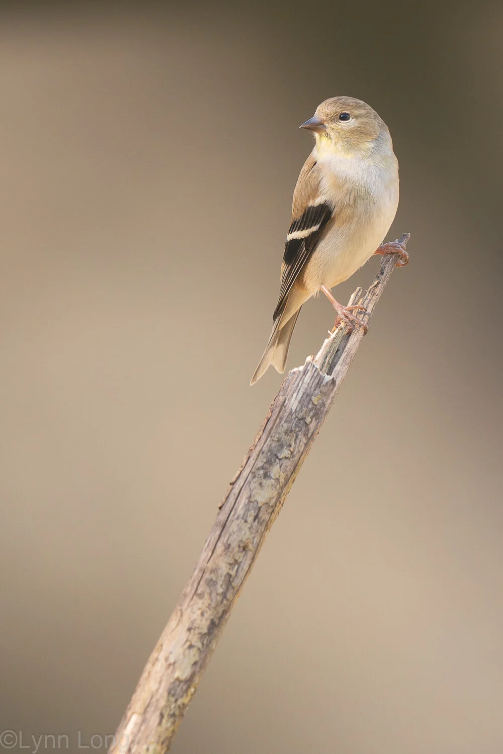 Female Goldfinch