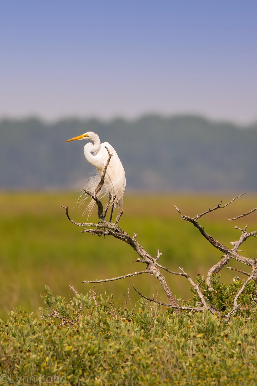 Great Egret 