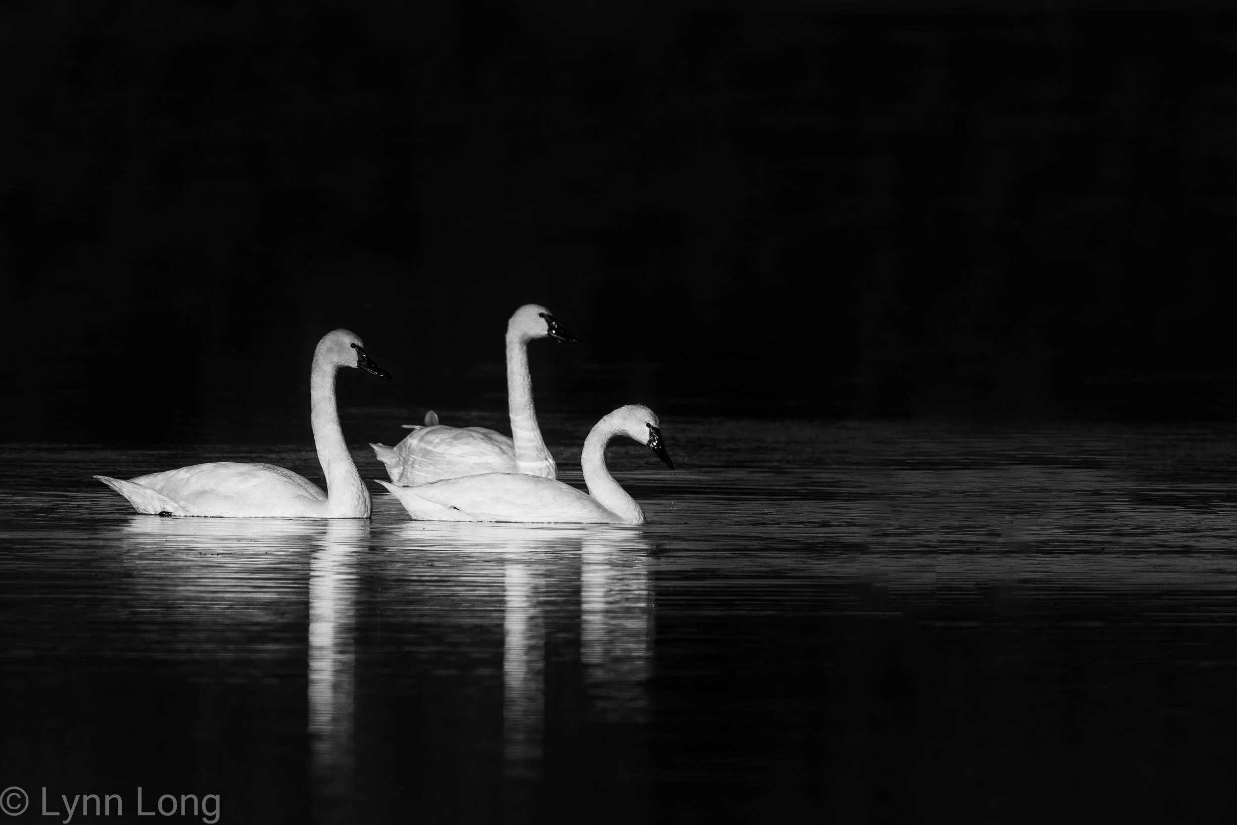 Tundra Swan trio at last light.