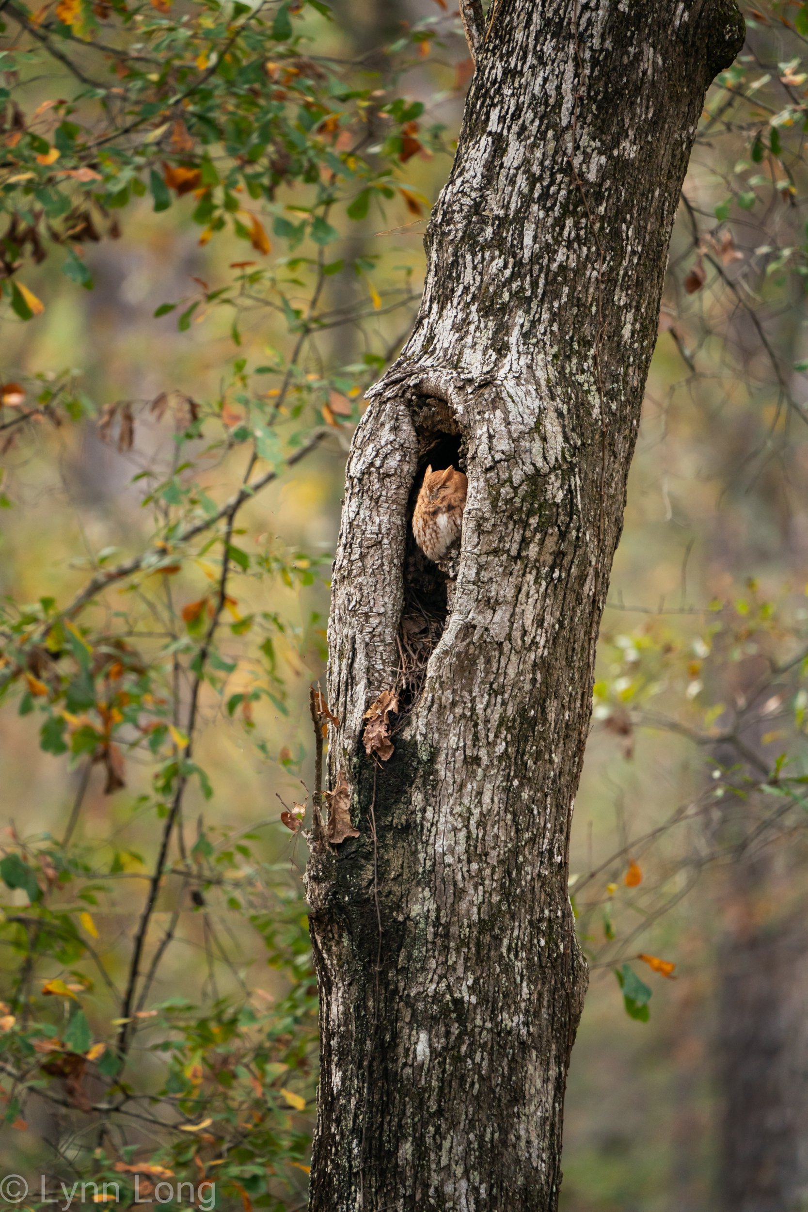 Tiny Nugget in the Forest