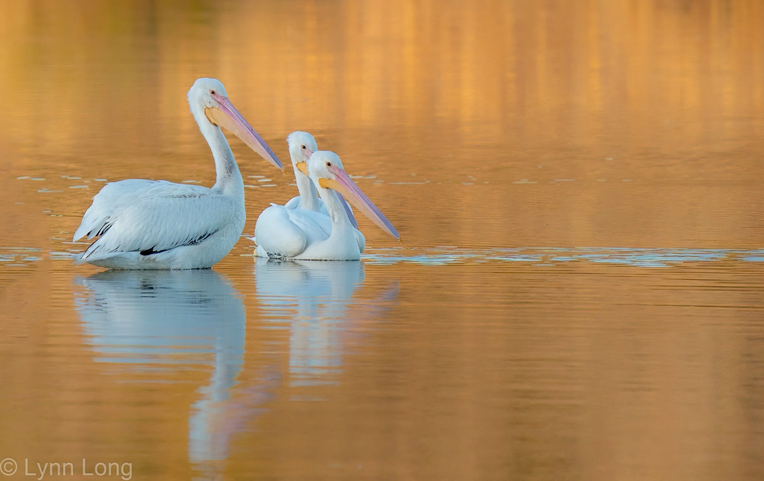 White Pelicans in Gold