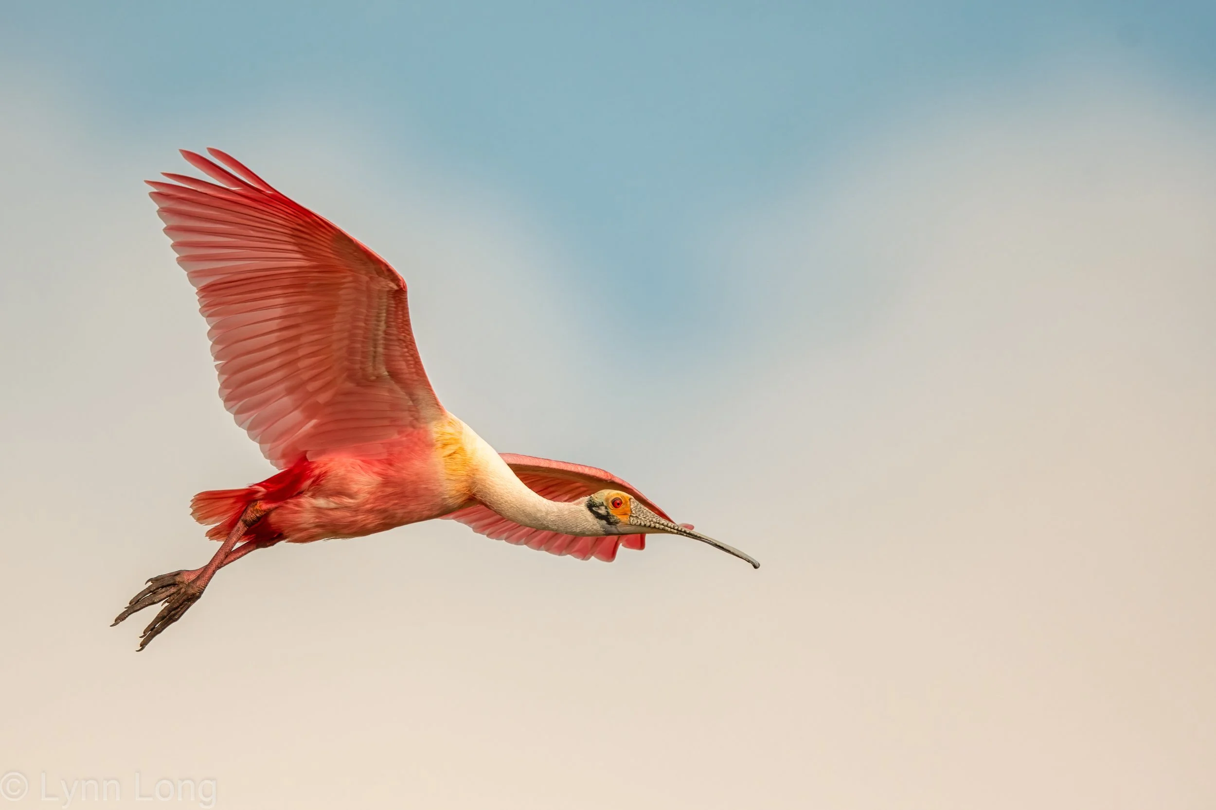 Roseate Spoonbill in breeding colors.
