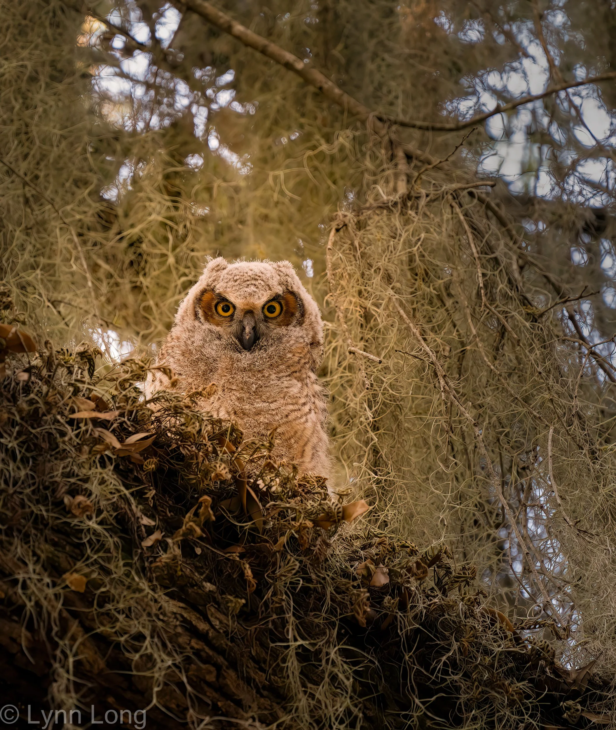 Juvenile Great Horned owl - I see you!