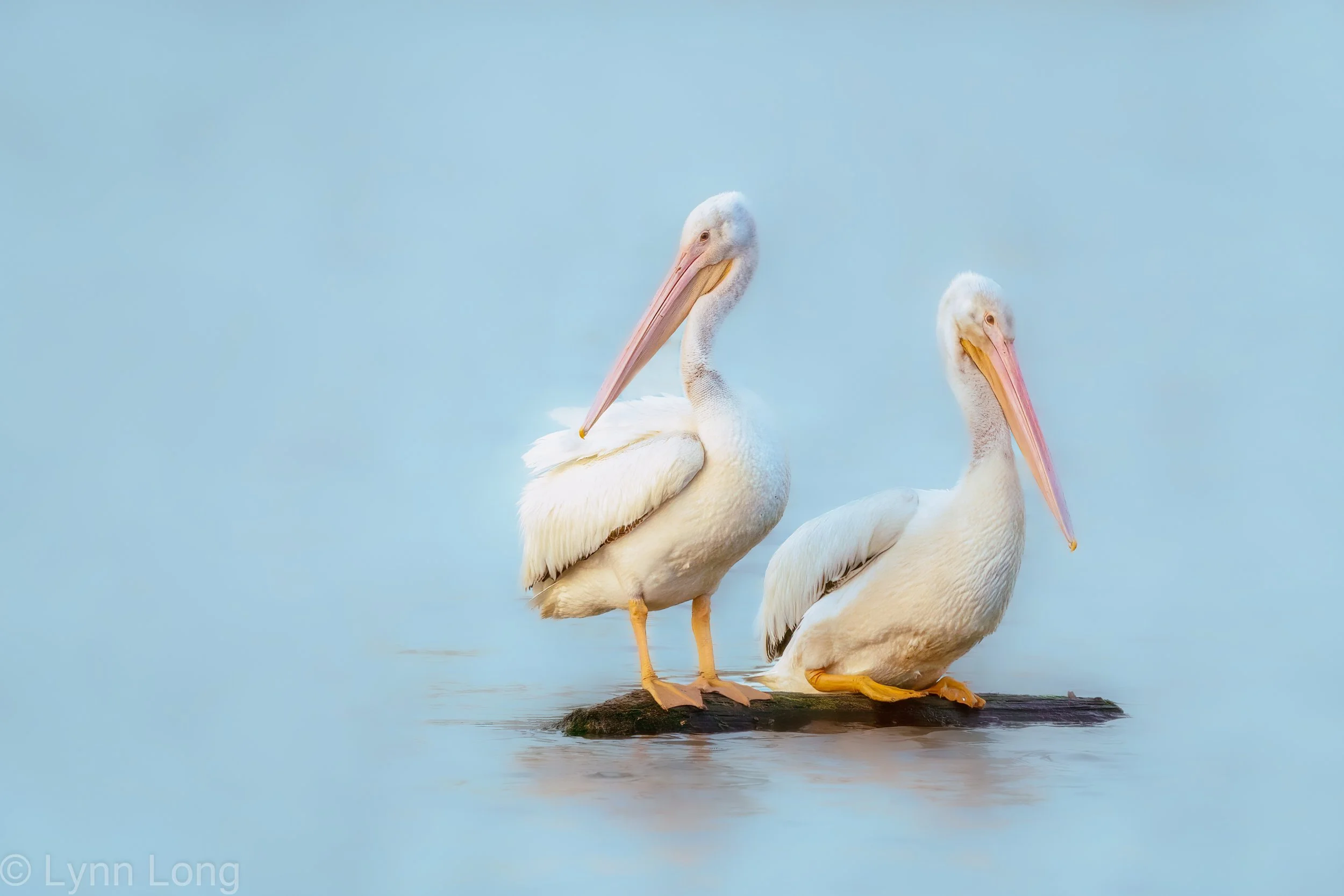 Dreamy White Pelicans