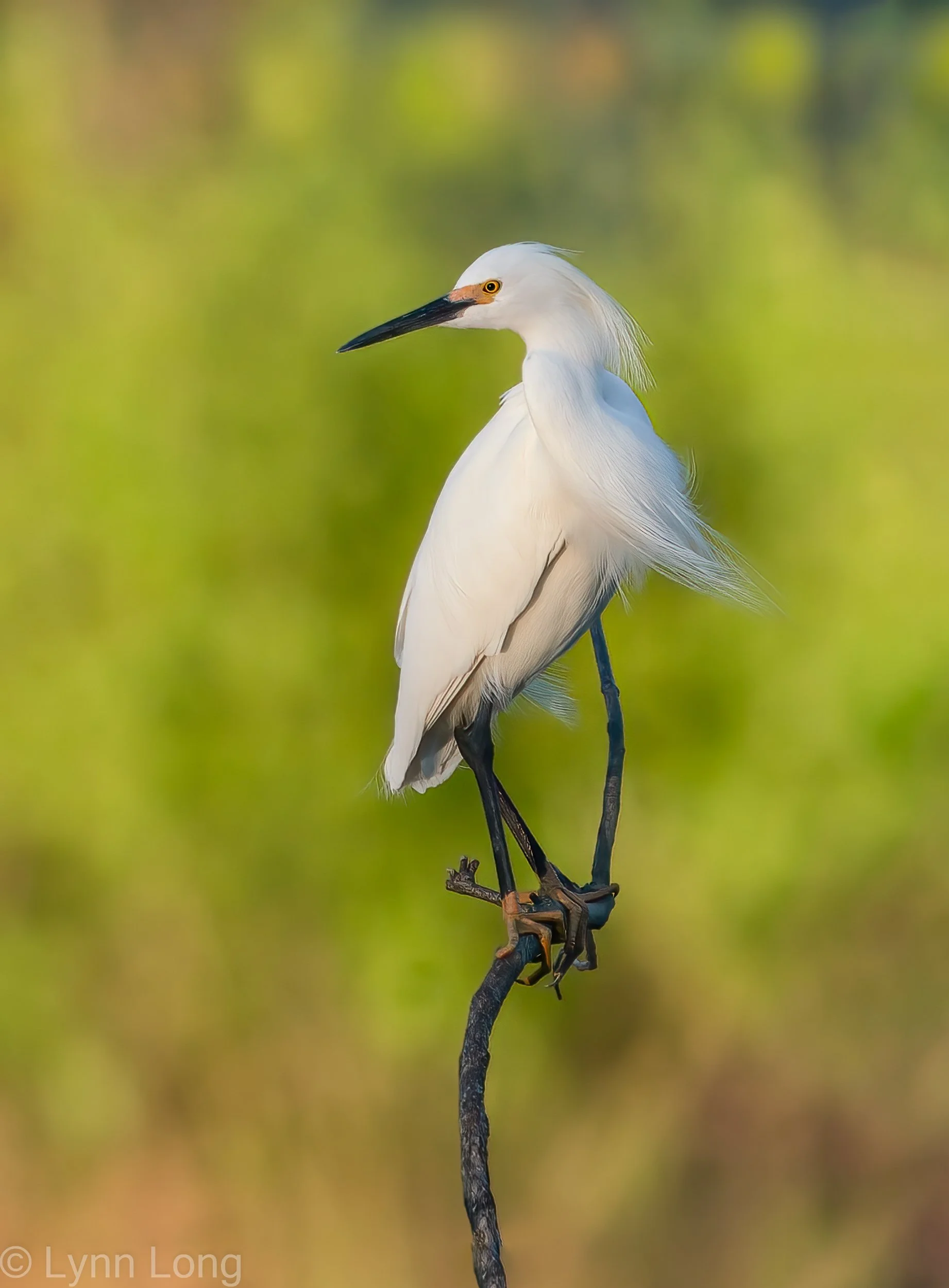 Breezy Snowy Egret