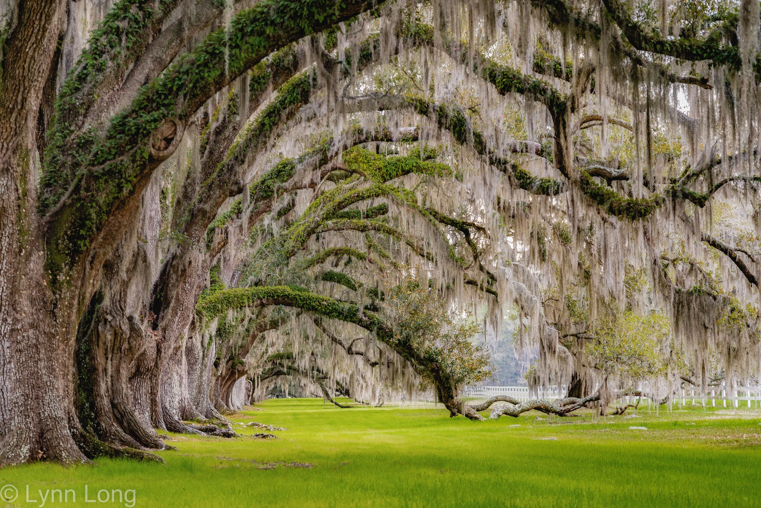 Lowcountry Oaks