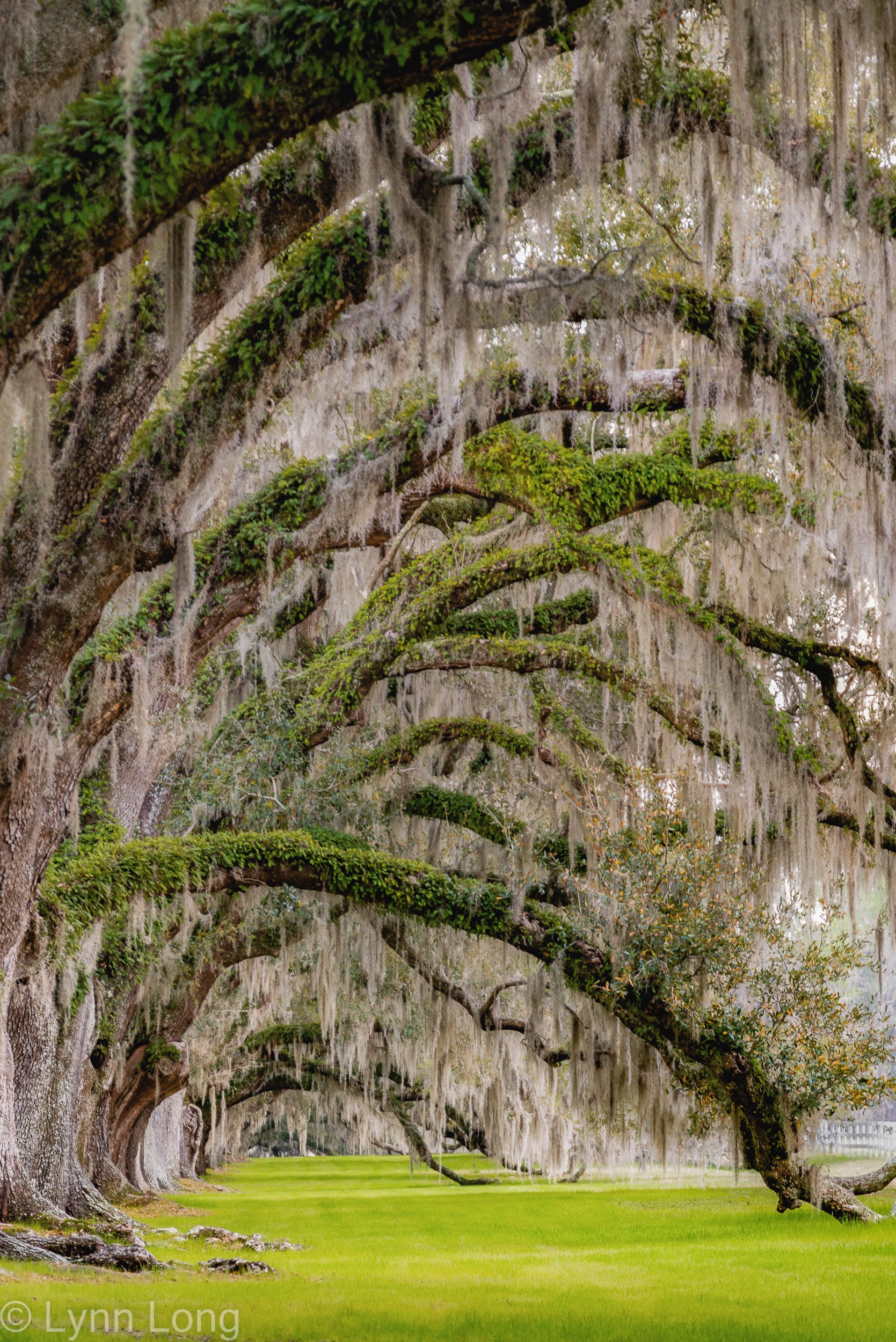 Lowcountry Oaks - Vertical