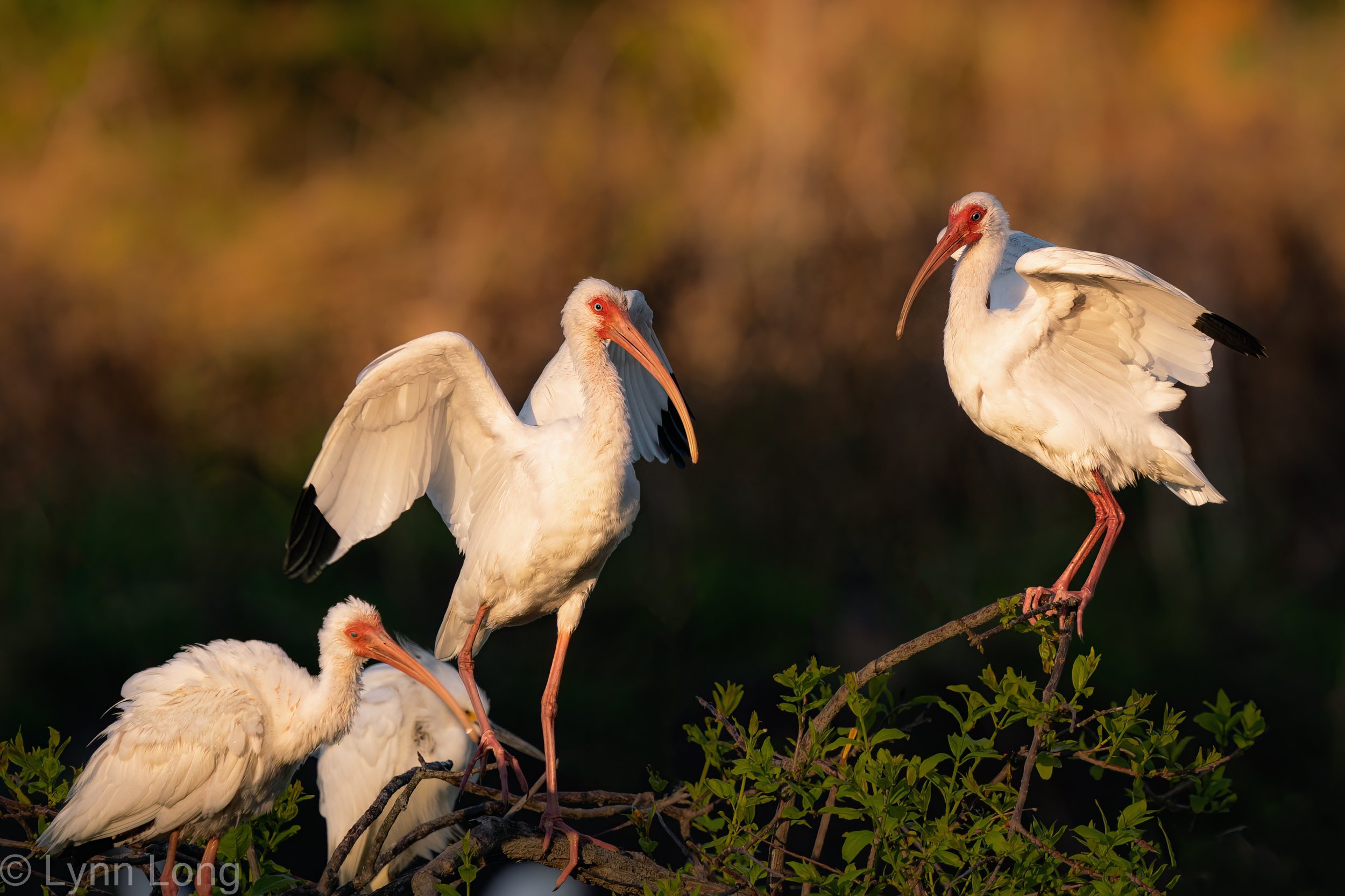 White Ibis at sunset