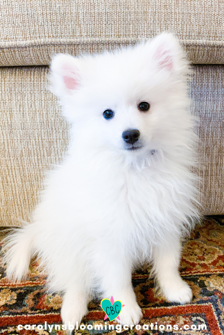 How to Groom an American Eskimo Dog + Tips, Tricks and Lots of Cute Pics —  DIY Home Improvements Carolyn's Blooming Creations