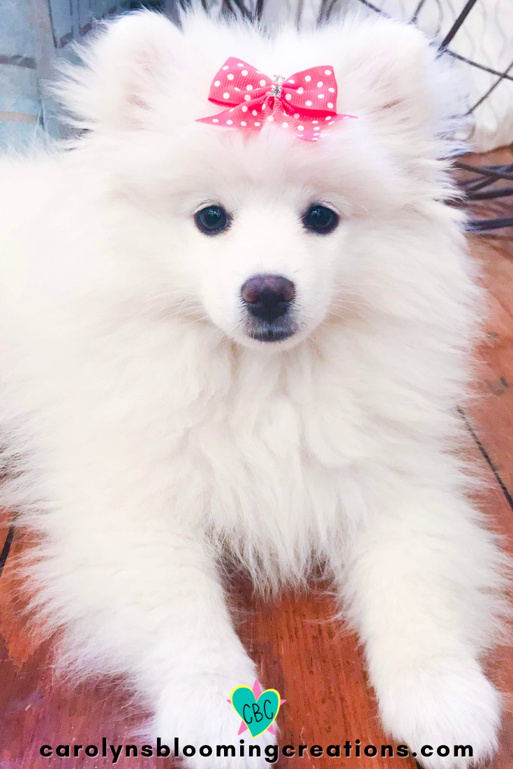 How to Groom an American Eskimo Dog + Tips, Tricks and Lots of Cute Pics — DIY Home Improvements