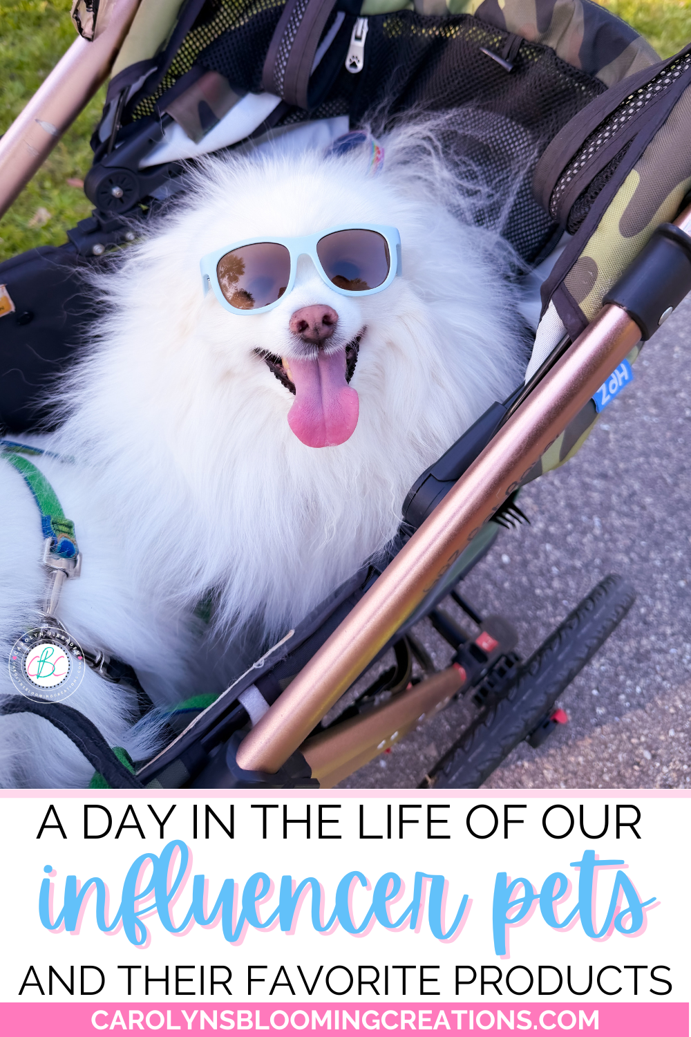 A Day in the Life of Our Influencer Pets and Their Favorite Products