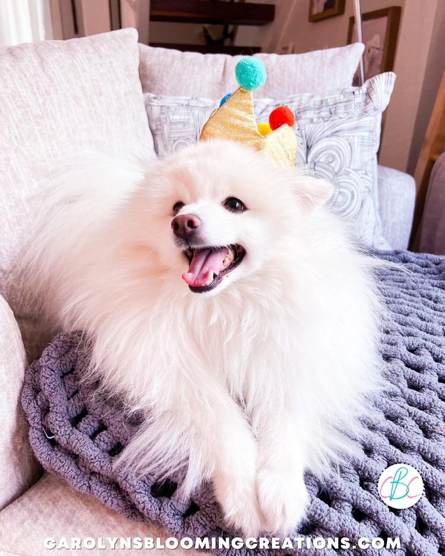 We wore her out on her birthday! (Scroll for the big yawn!) 😂

She got to do a lot! We went to her happy place (the beach) and found sand dollars washed up on the beach (see my stories!), then hid my painted shells all around Sanibel.

I think her 4