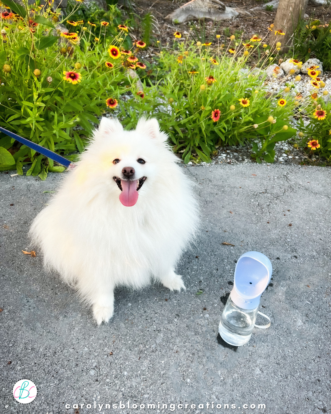 Pet Water Bottle