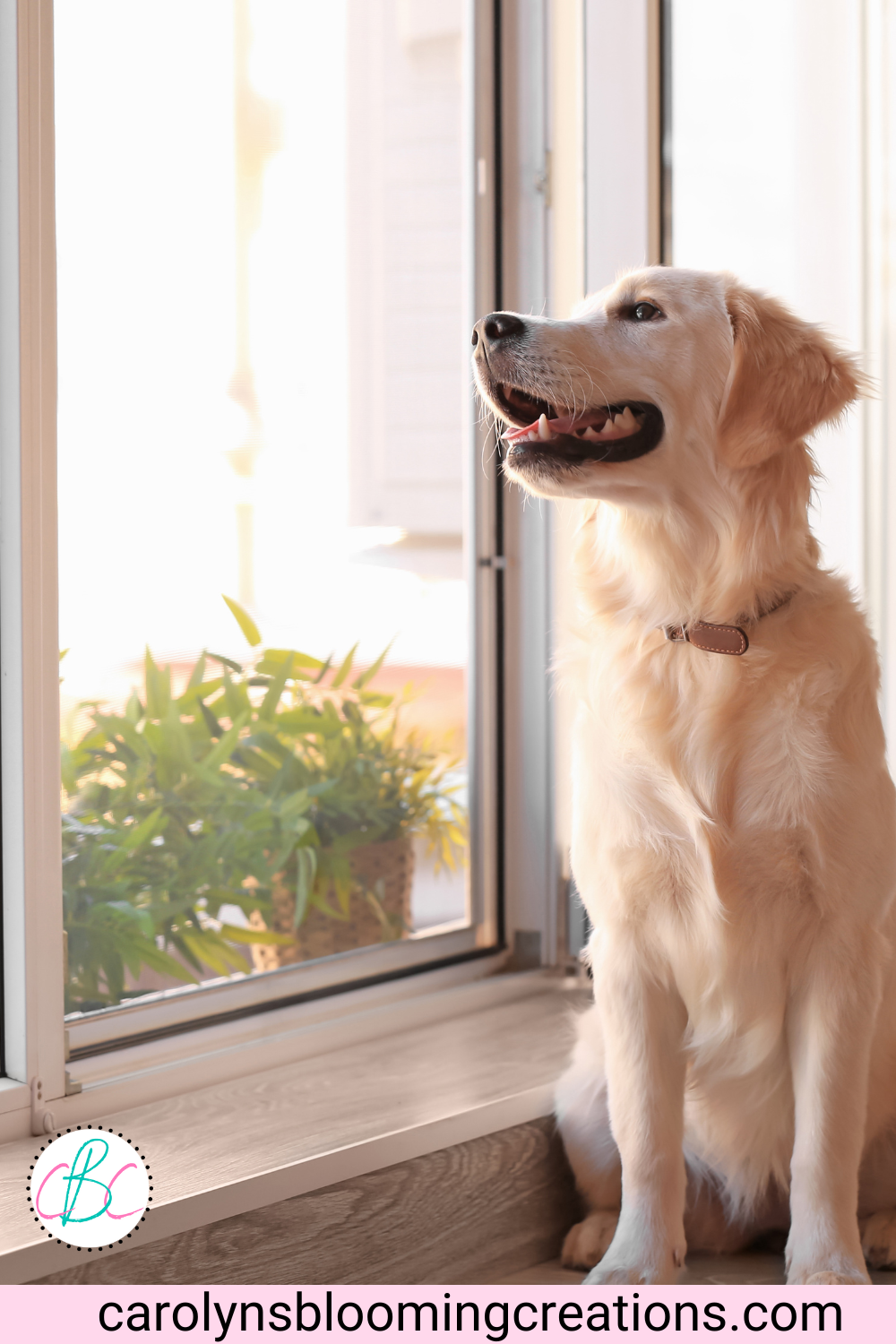 How To Get Rid of Lingering Smells — DIY Home Improvements Carolyn's