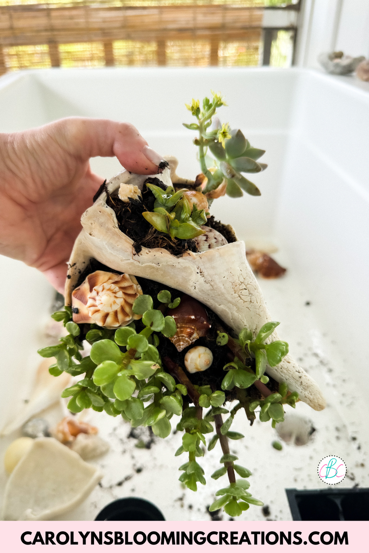 How to Make a Seashell Succulent Planter — DIY Home Improvements ...