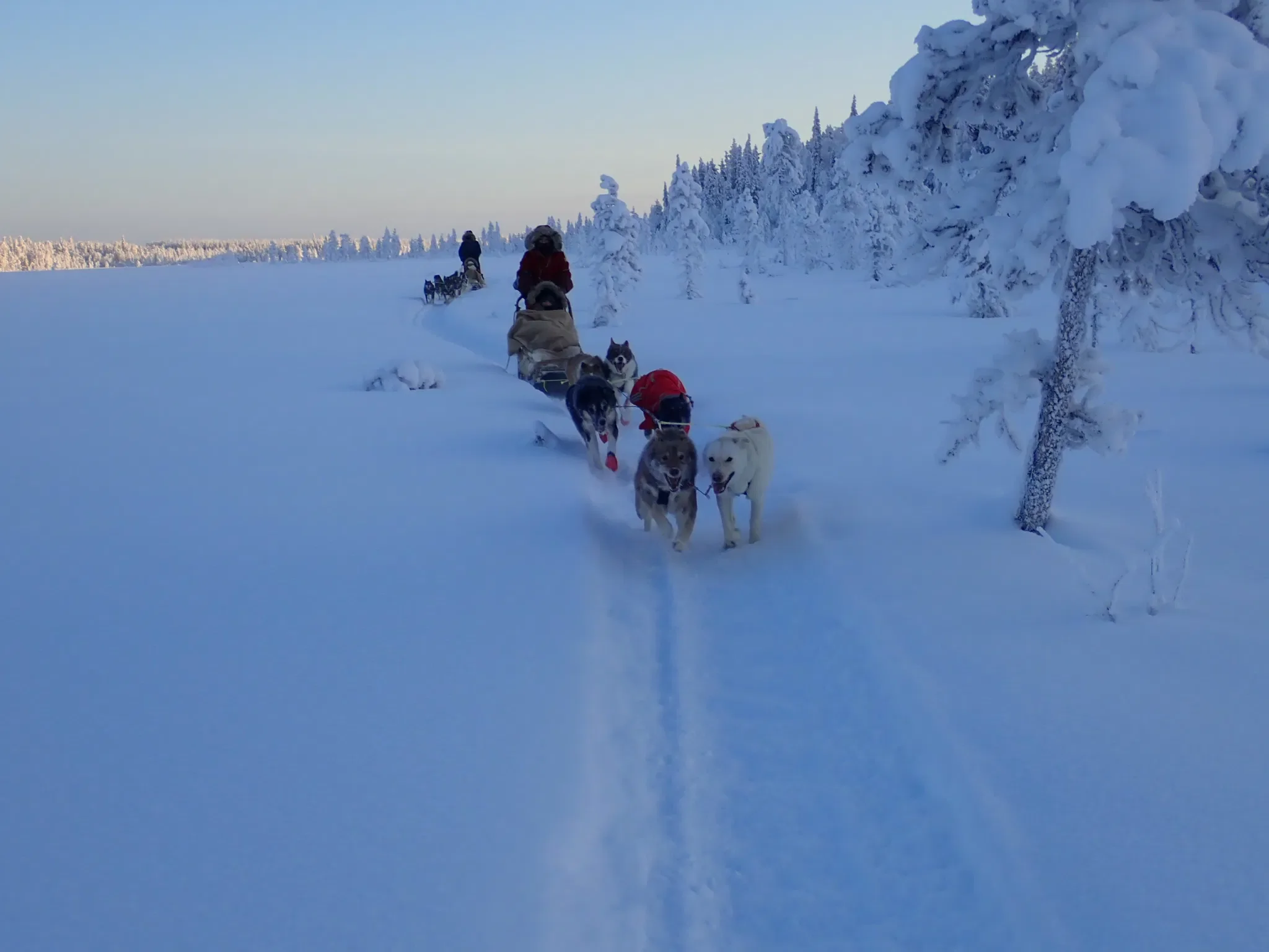 Taiga-Forest-Husky-Tour-1.webp
