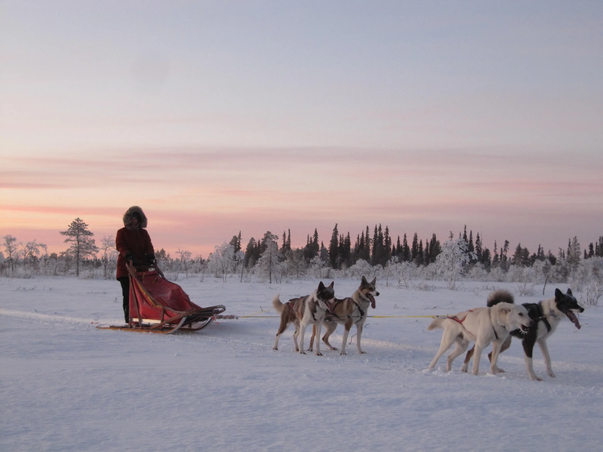 Husky-Ranch-Half-Day-Husky-tour-3.webp