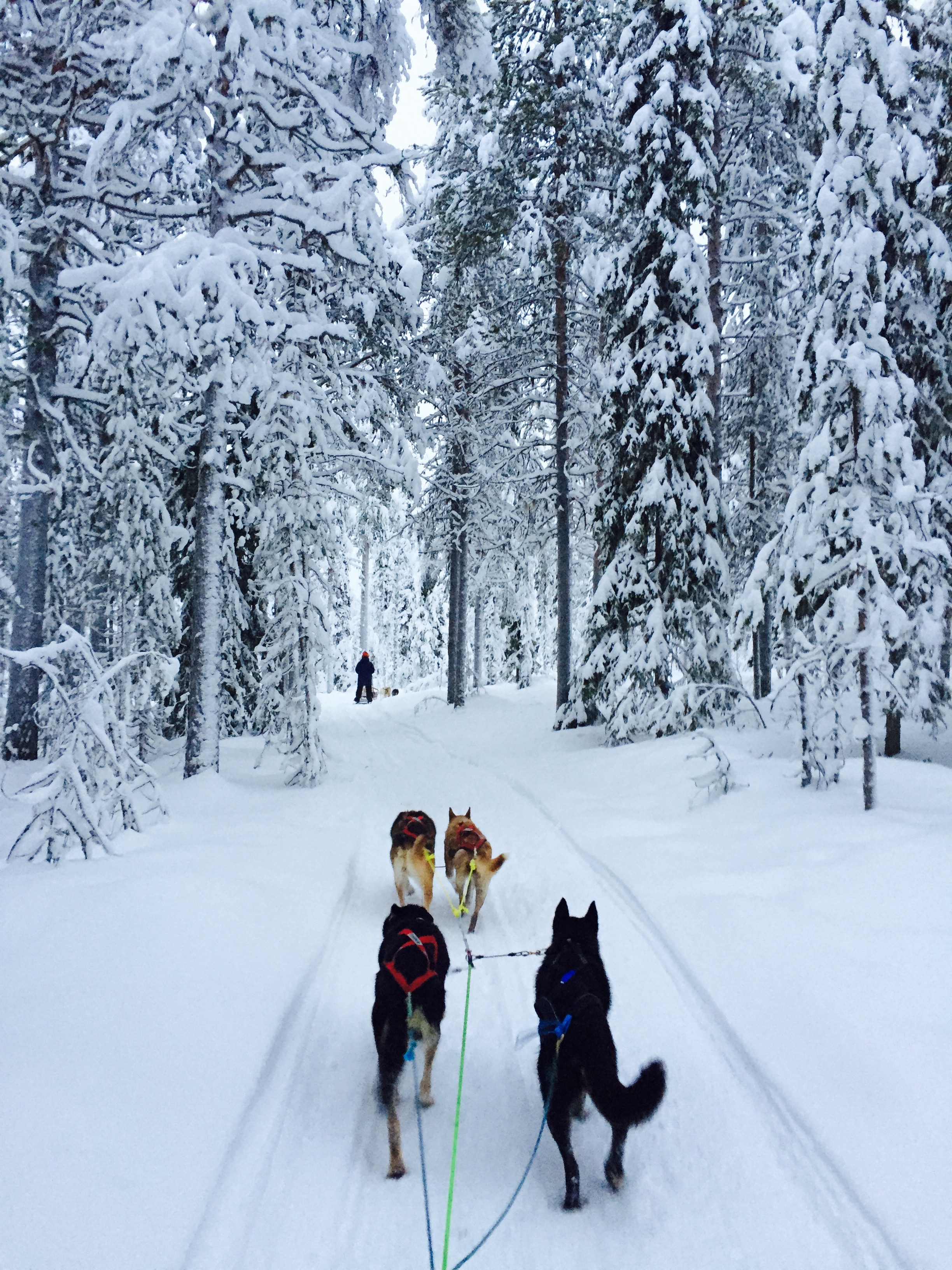 Half Day Husky Safari