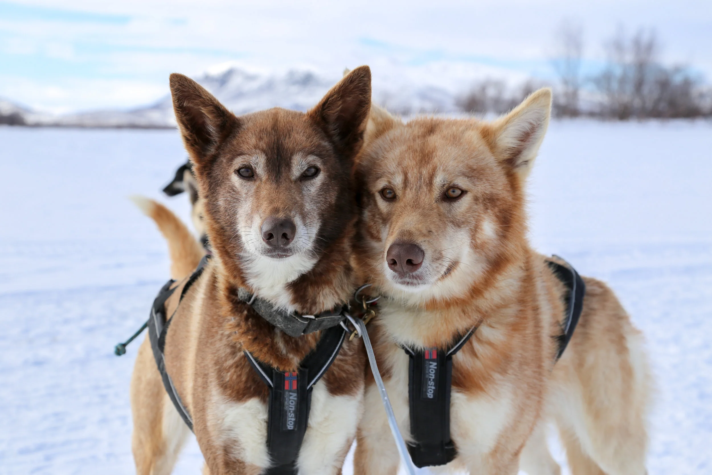 Alaskan huskies on multi-day husky adventure in Lapland.jpg