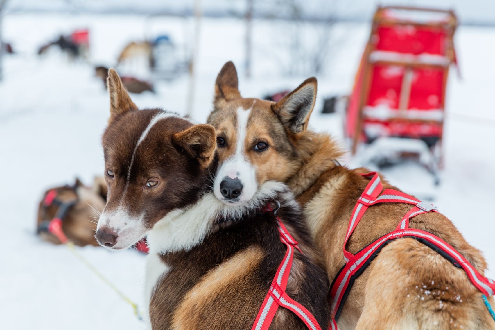 Taiga Forest Husky Safari (2h tour)