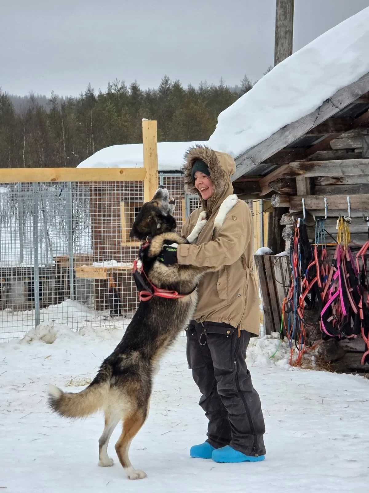 Harnessing the dogs.JPG