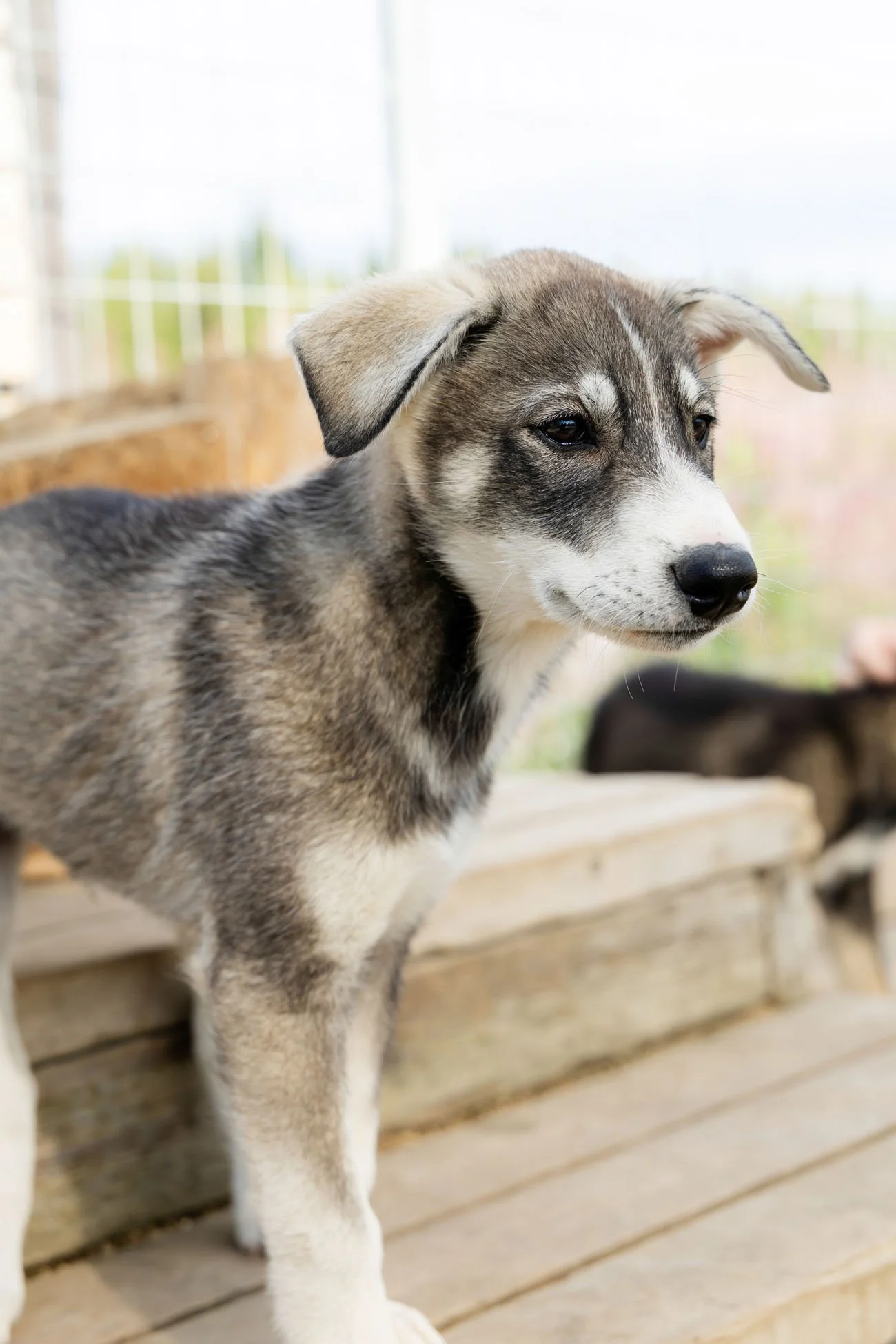 Husky-Ranch-Lapland-44.jpg