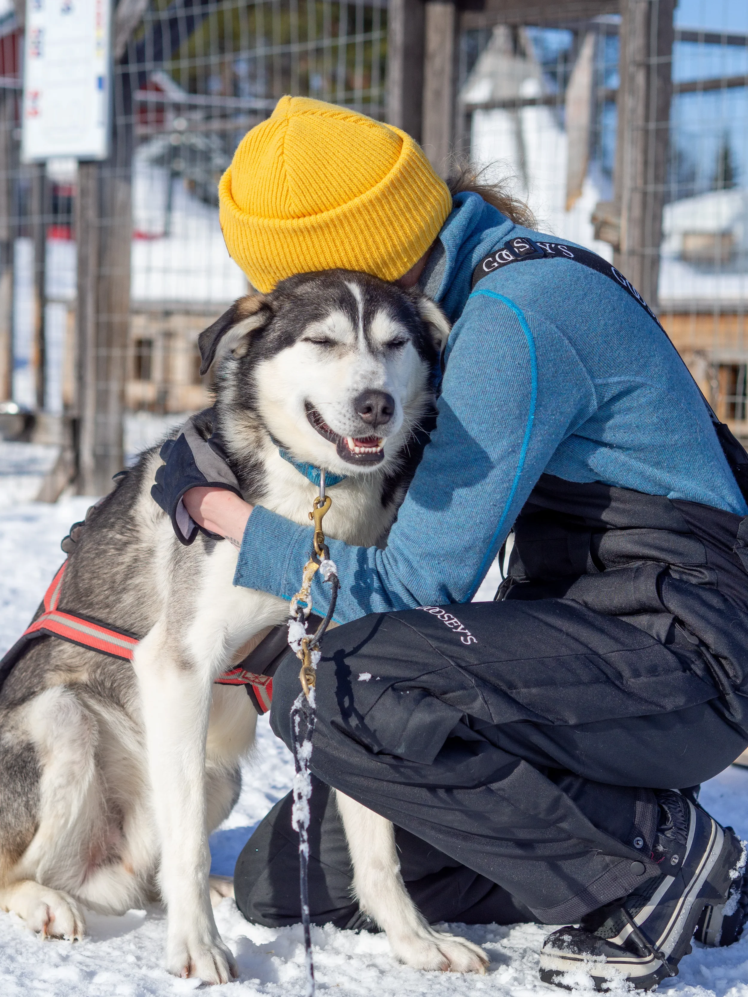 Taiga-Forest-Husky-Tour-10.webp