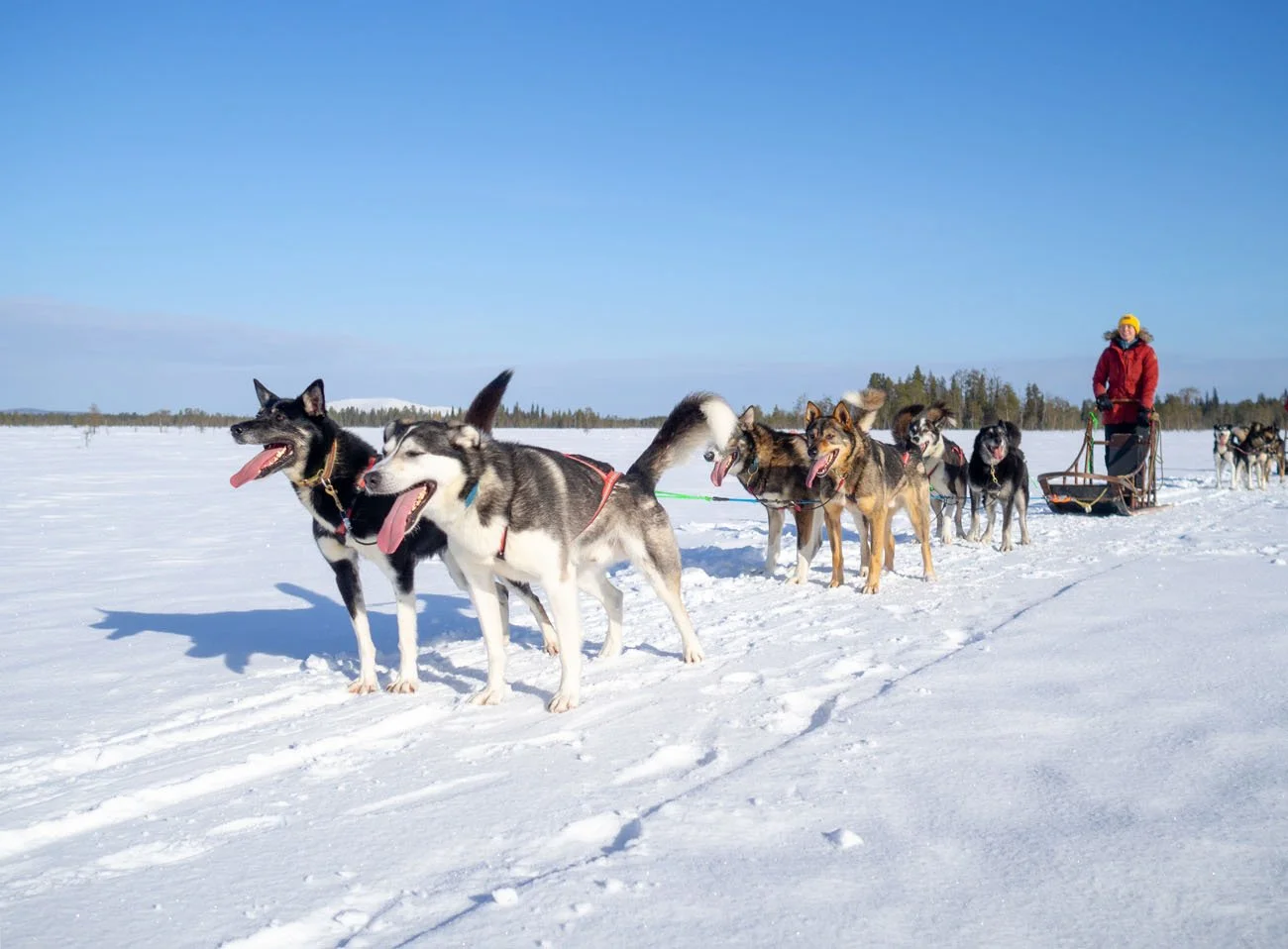 Husky-Ranch-Lapland-29.jpg