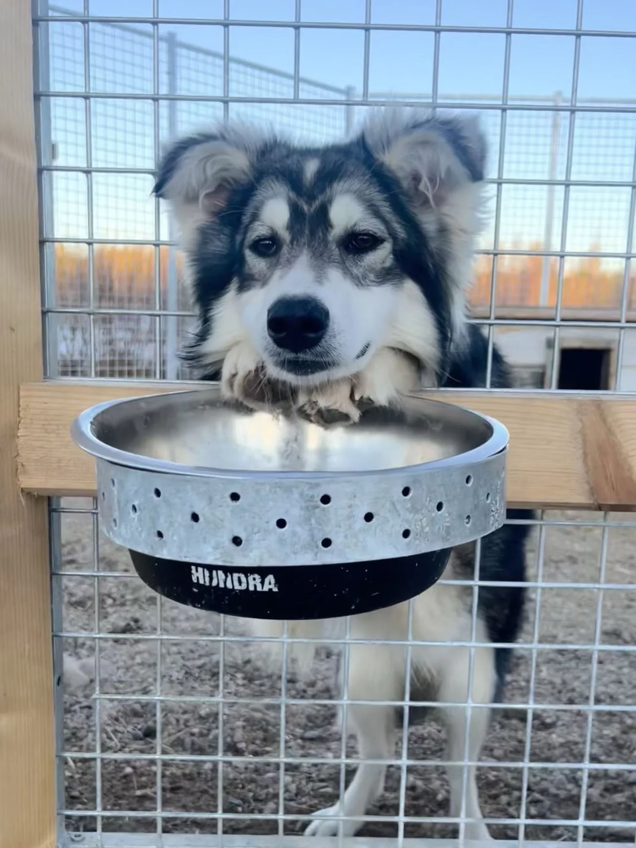 Husky-Ranch-Lapland-22.jpg