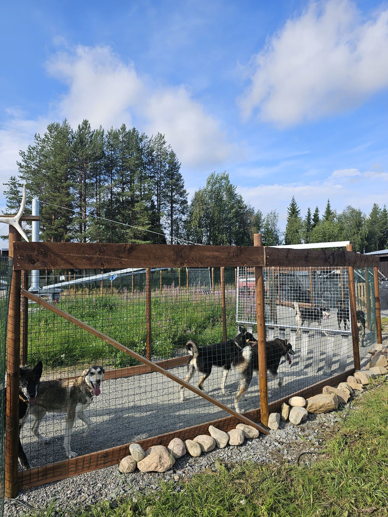 Husky-Ranch-Dogs-3.jpg