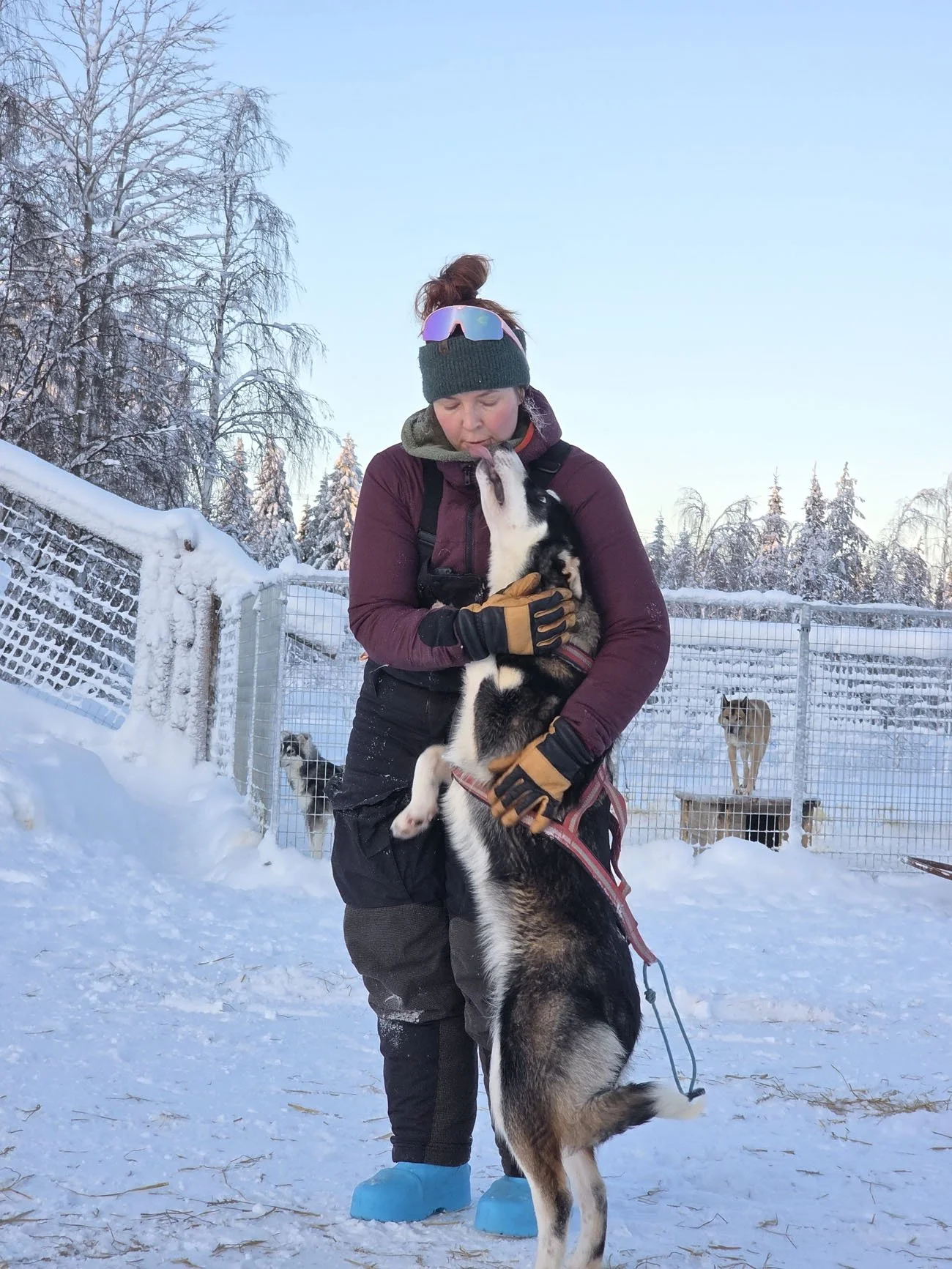 Husky-Ranch-Lapland-6.jpg