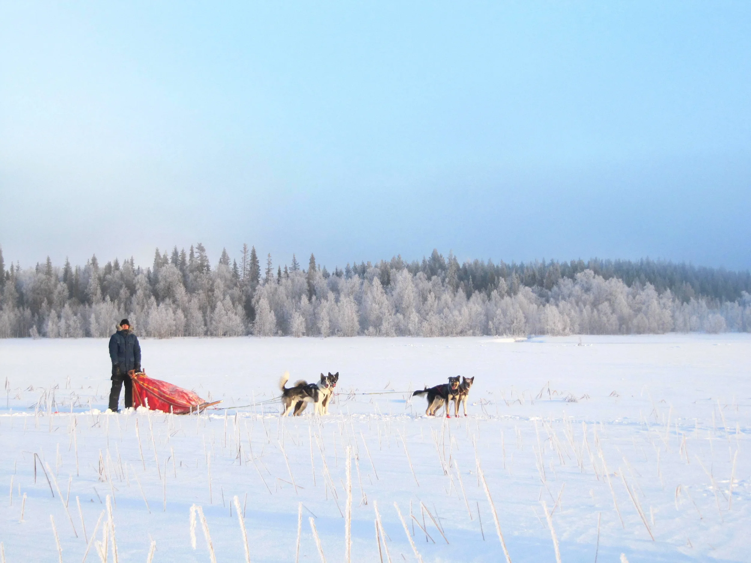 Husky-Ranch-Half-Day-Husky-tour-8.webp