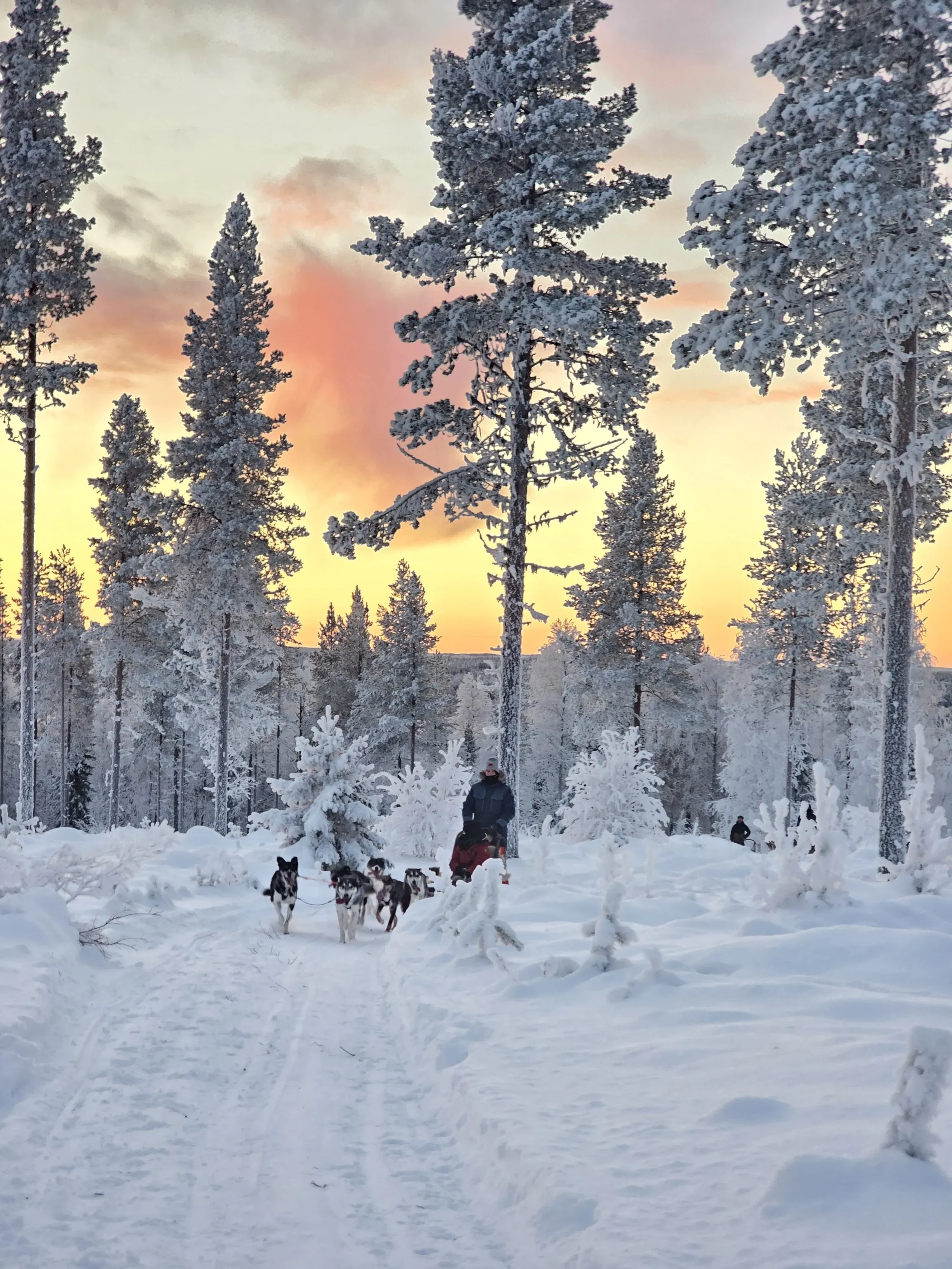 Taiga-Forest-Husky-Tour-12.webp
