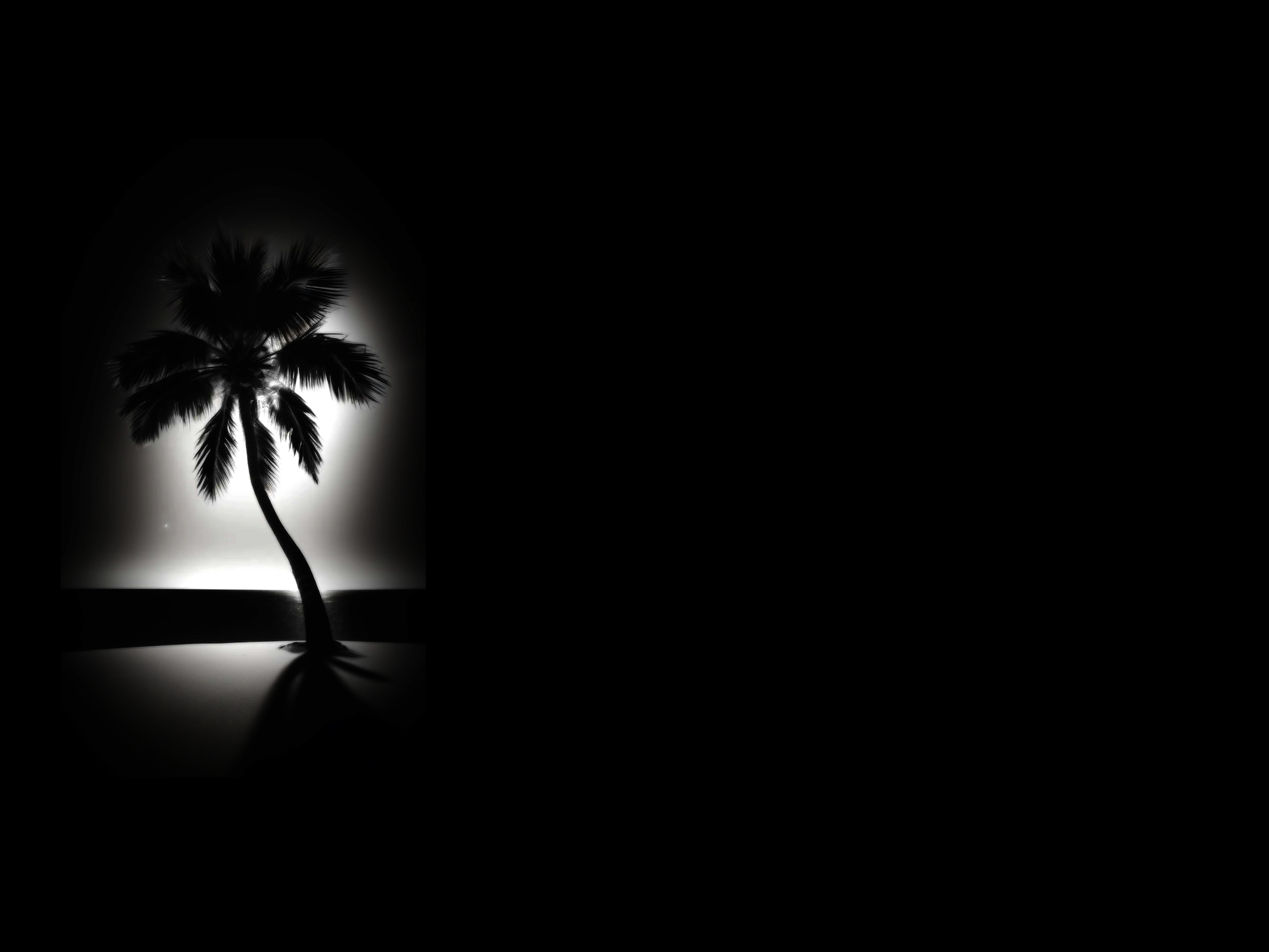 palmtree2.png
