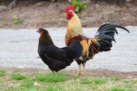 bermuda chickens.jpg