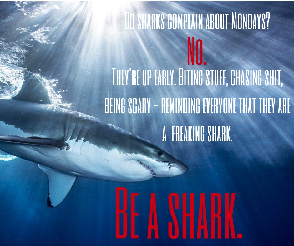 Do sharks complain about Monday_ No. They're up early. Biting stuff, chasing prey, being scary and reminding everyone that they are a shark..jpg