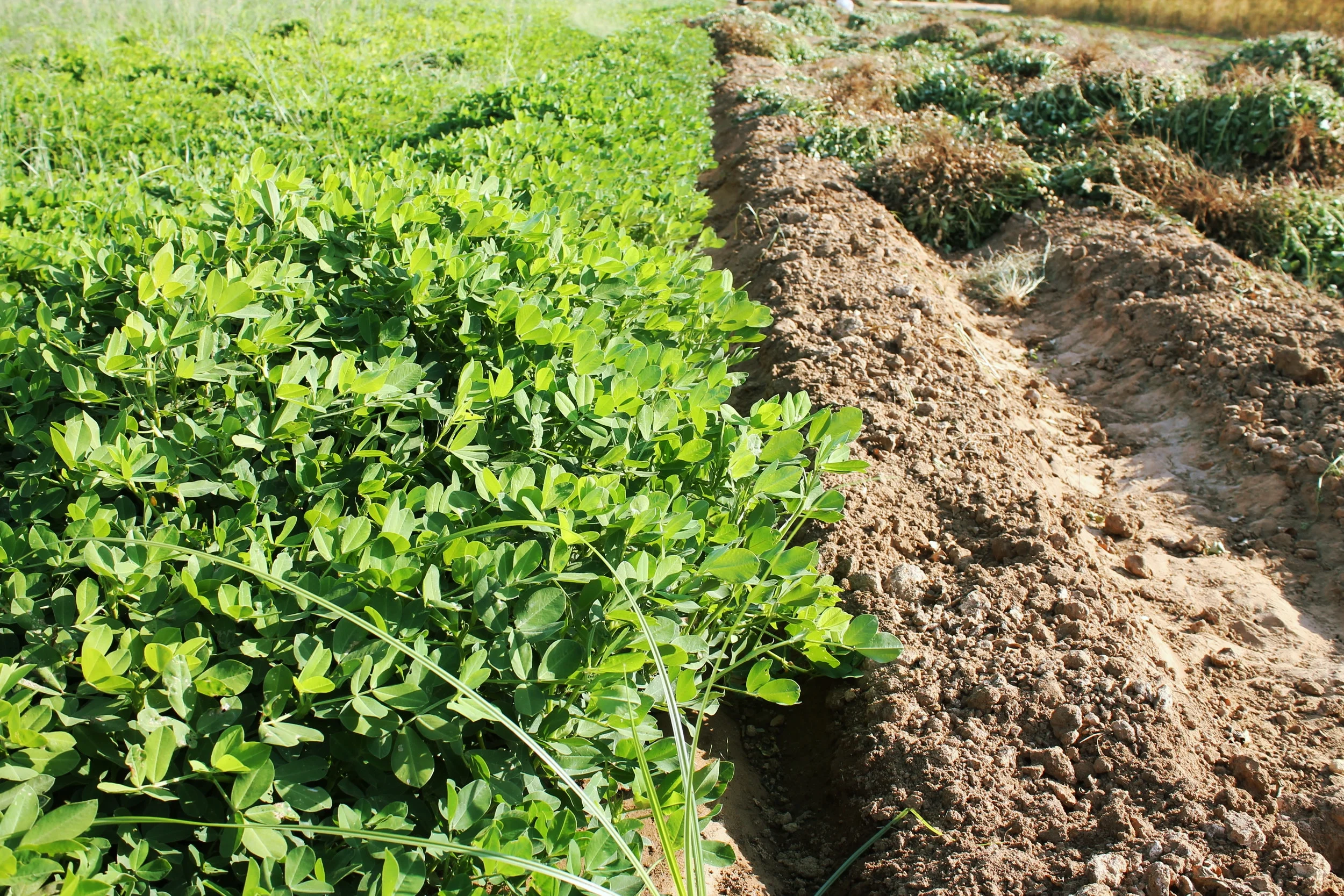 Sanger, CA: Peanuts planted on small farms in the San Joaquin Valley organically restore nitrogen necessary for plant growth to the soil without perpetual use of synthetic fertilizers.