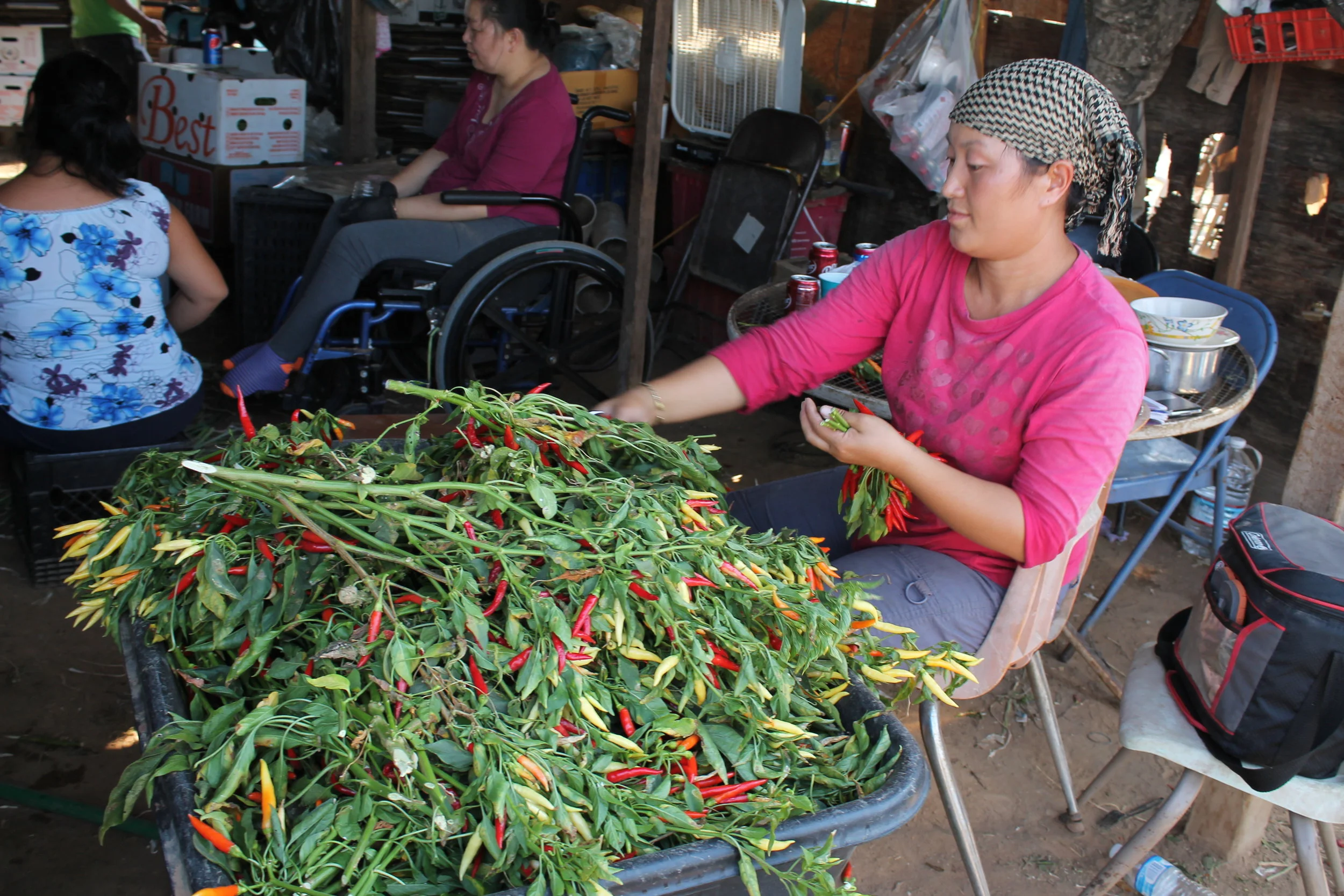 Sanger, CA: Small-scale family-operated farms grow diversified annual fruits and vegetables, such as chilis, throughout the San Joaquin Valley providing an important source of agricultural production that feeds local populations. These farmers often lease acreage from large commodity crop producers.