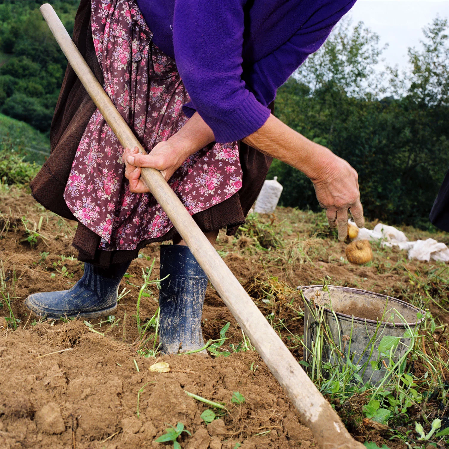 Harvesting Potatoes (2004)