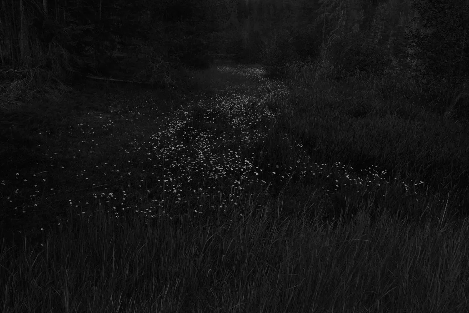 Trail (2012)