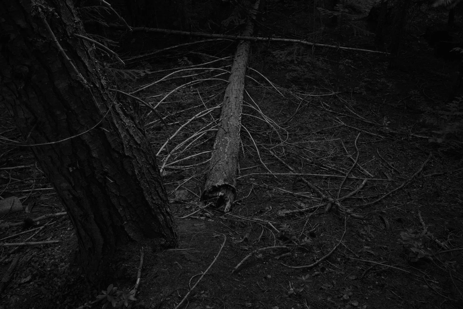 Fallen (2013)