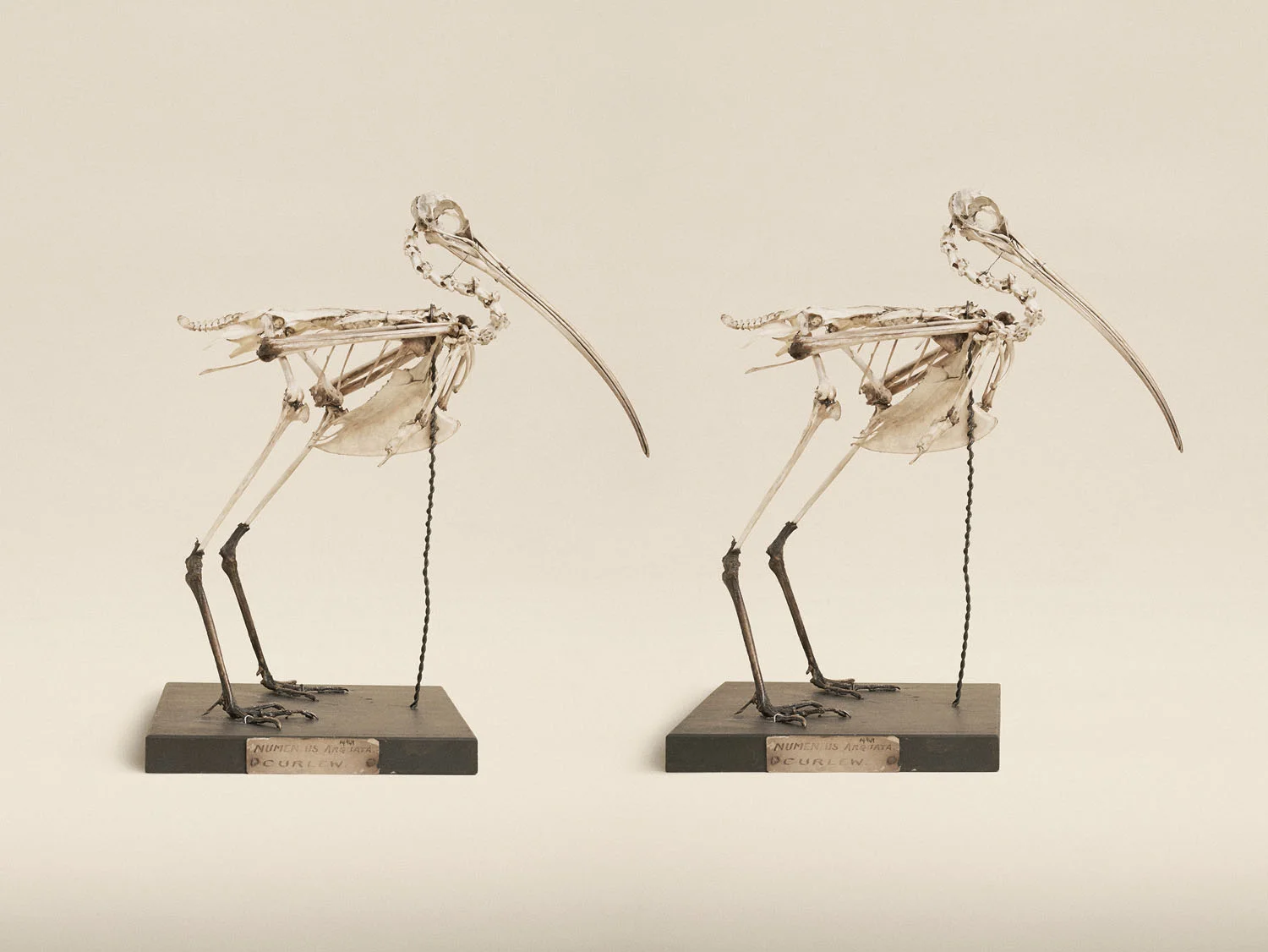 Eurasian Curlew (Numenius Arquata), (2014)