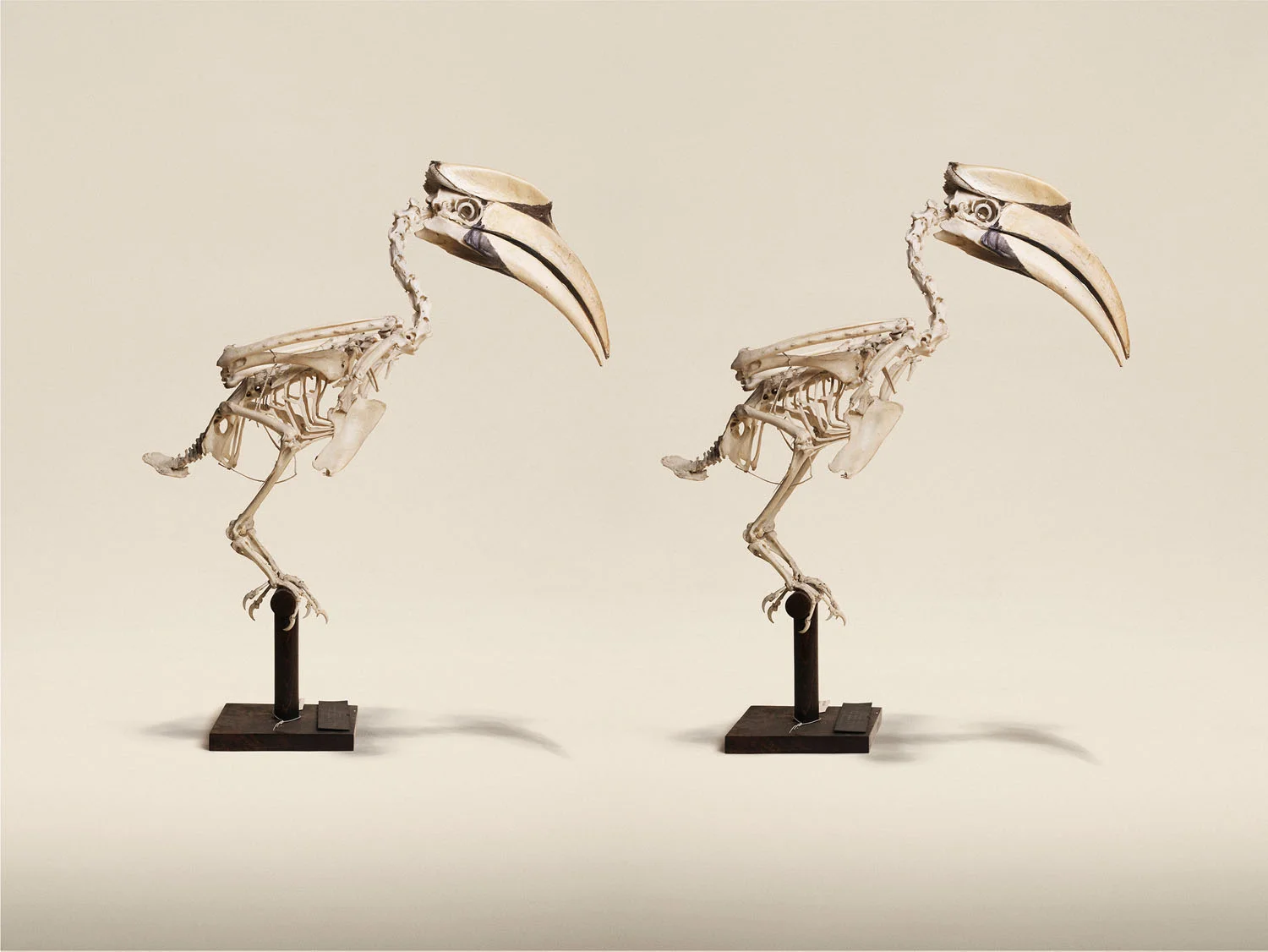 Great Indian Hornbill (Buceros Bicornis), (2014)