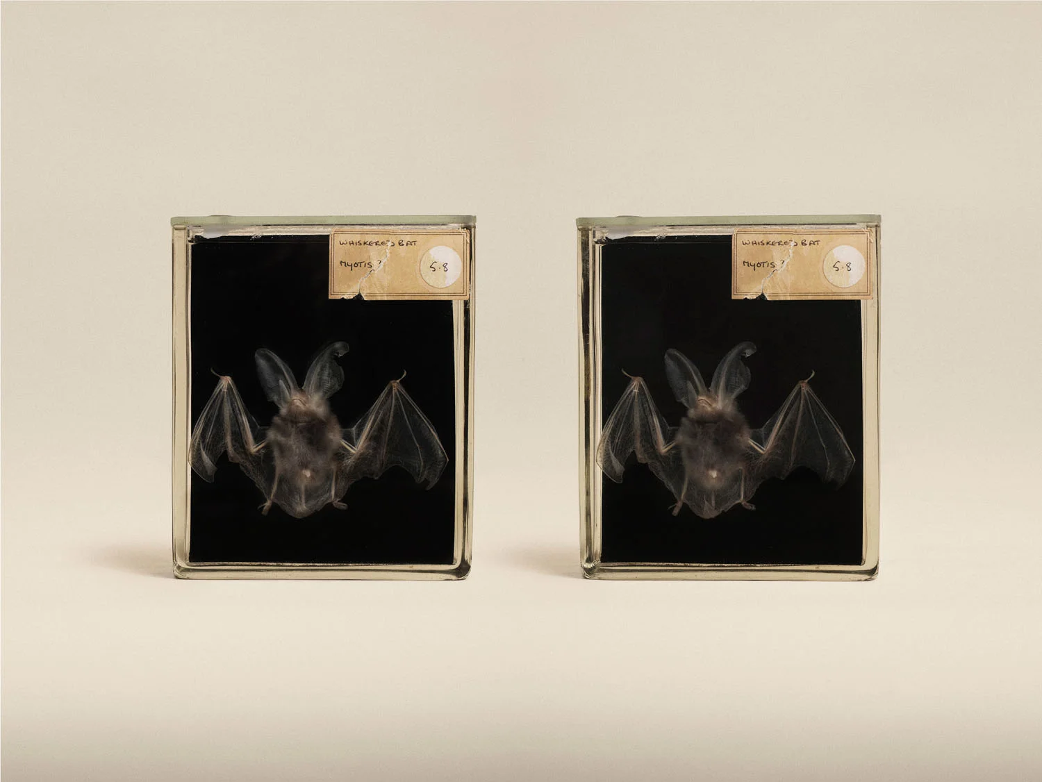 Brown Long Eared Bat (Plecotus Auritus), (2014)