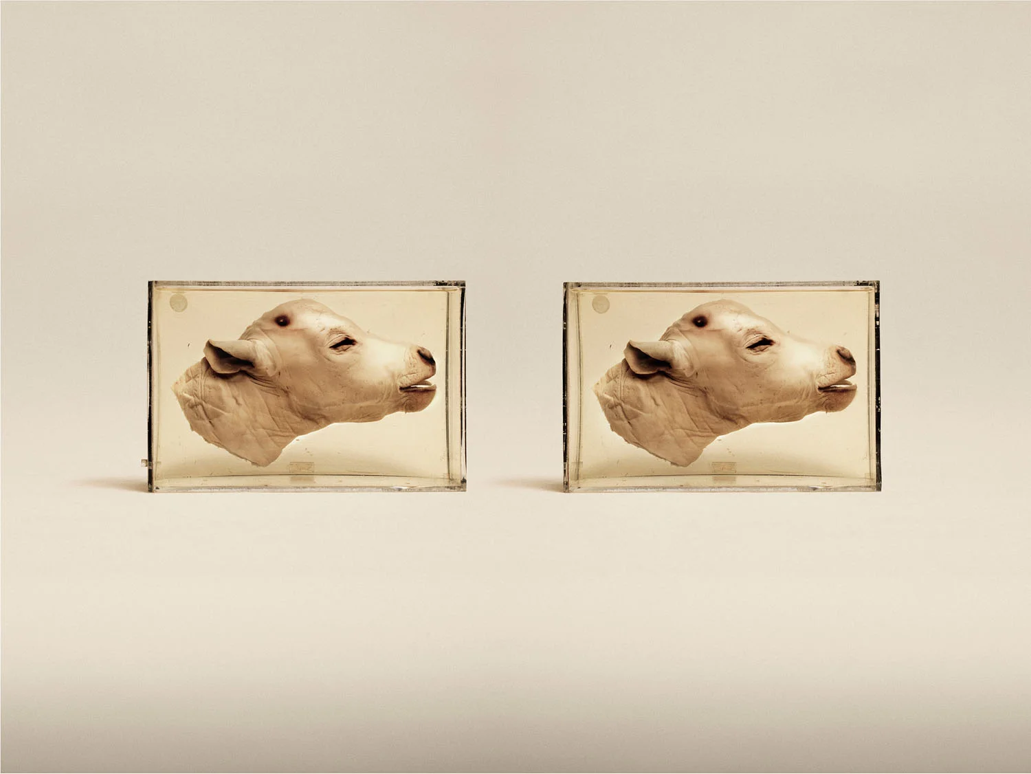 Cow (Bos Taurus), (2014)