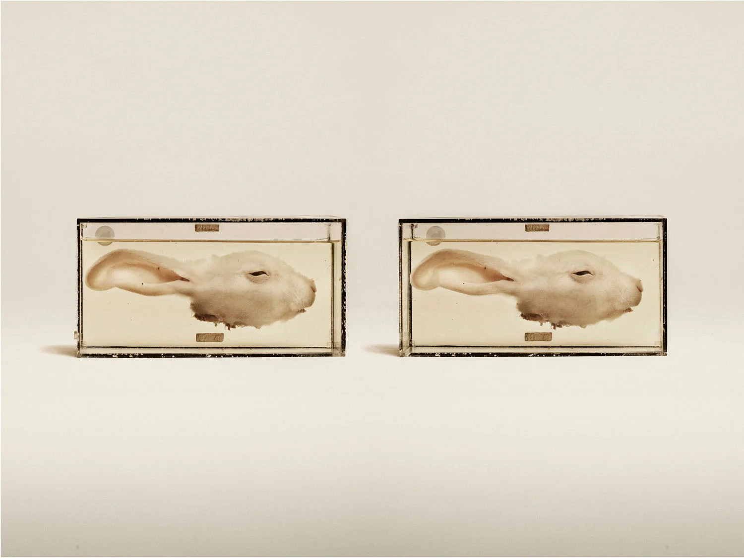 Common Rabbit (Oryctloagus Cuniculus), (2014)
