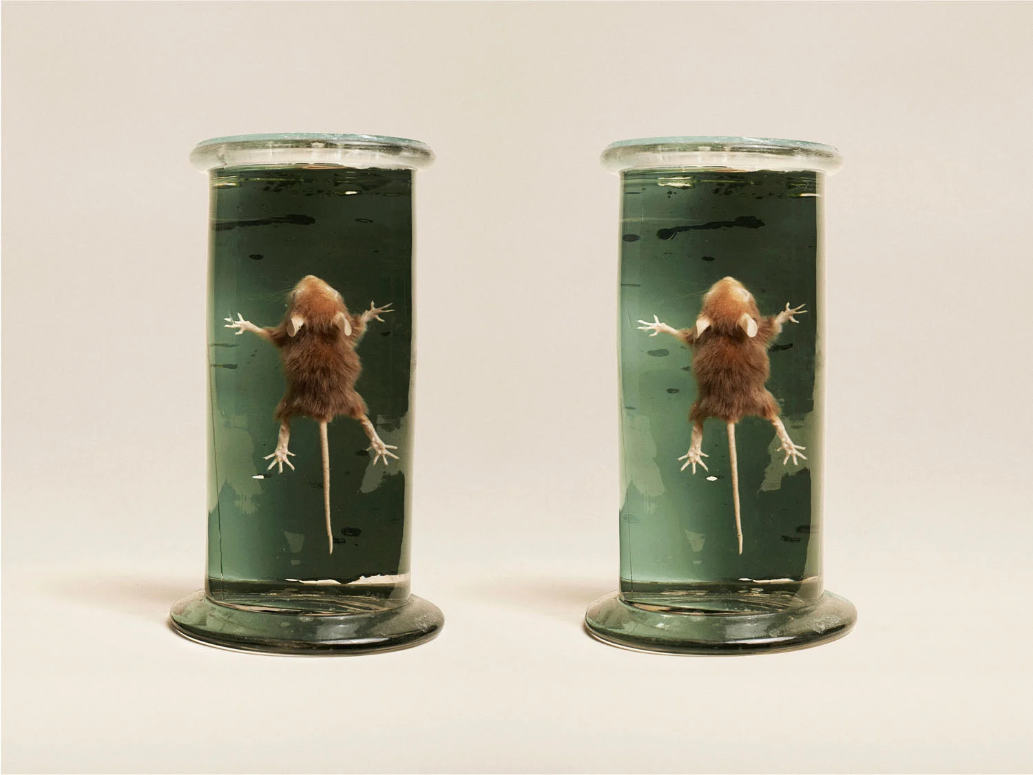Long Tailed Mouse (Pseudomys Higginsi), (2014)