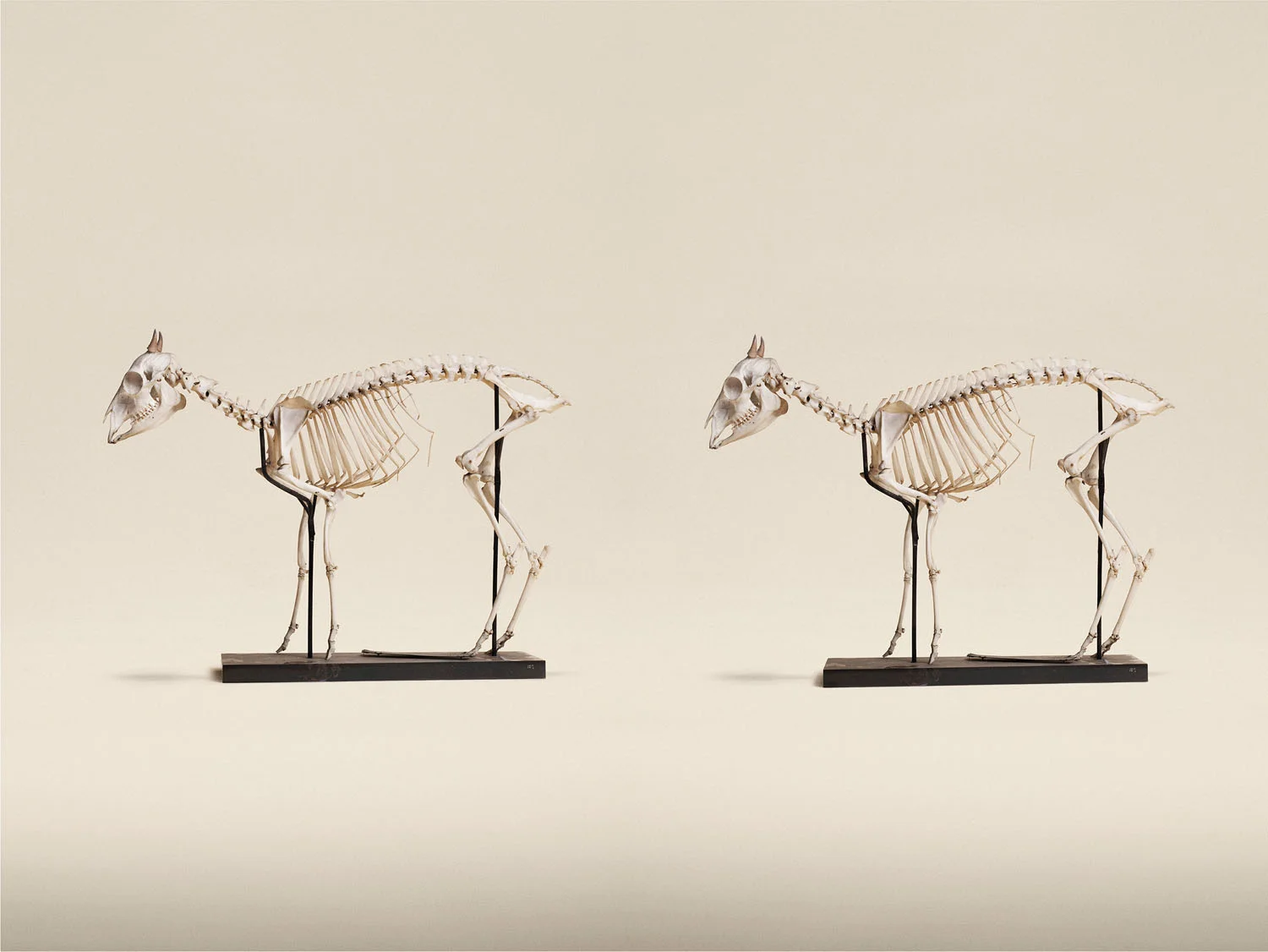 Maxwells Duiker (Philantomba Maxwellii), (2014)
