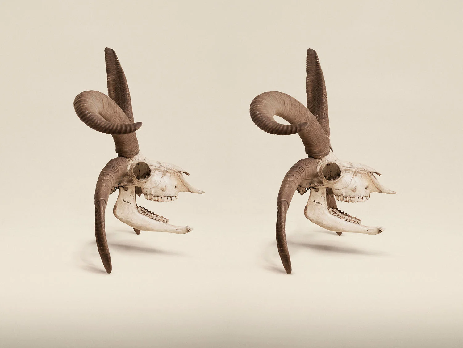 Sheep Skull (Ovis Aries Var), (2014)